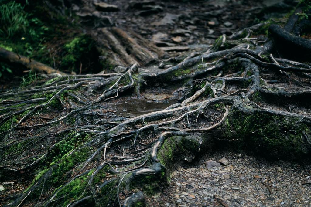 Tree Roots