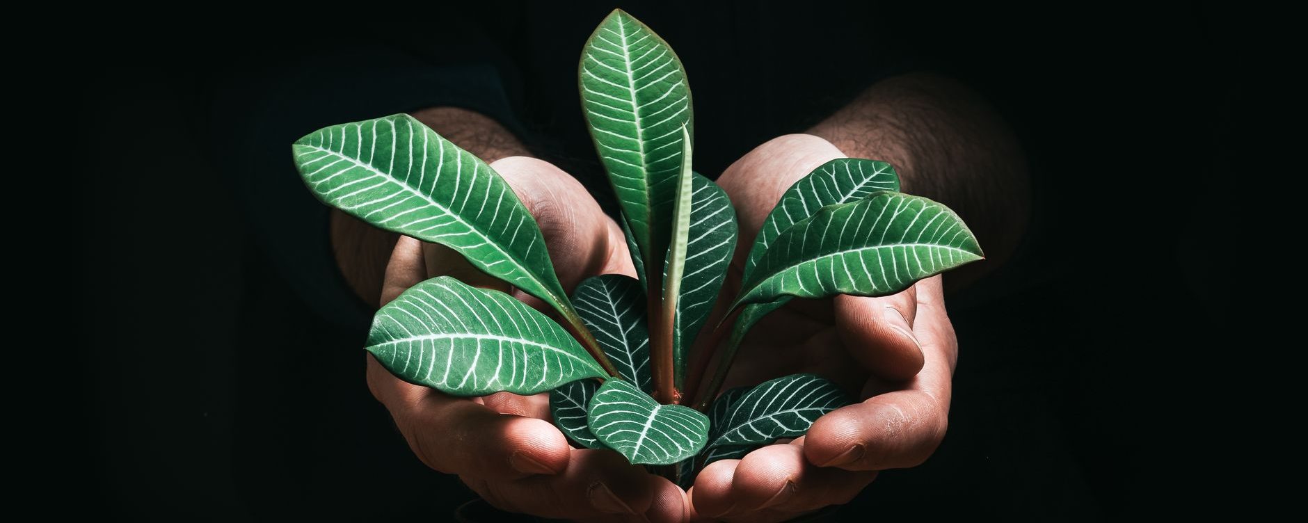 Political Advocacy and Charitable Trusts in Australia: Reflecting on Aid/Watch